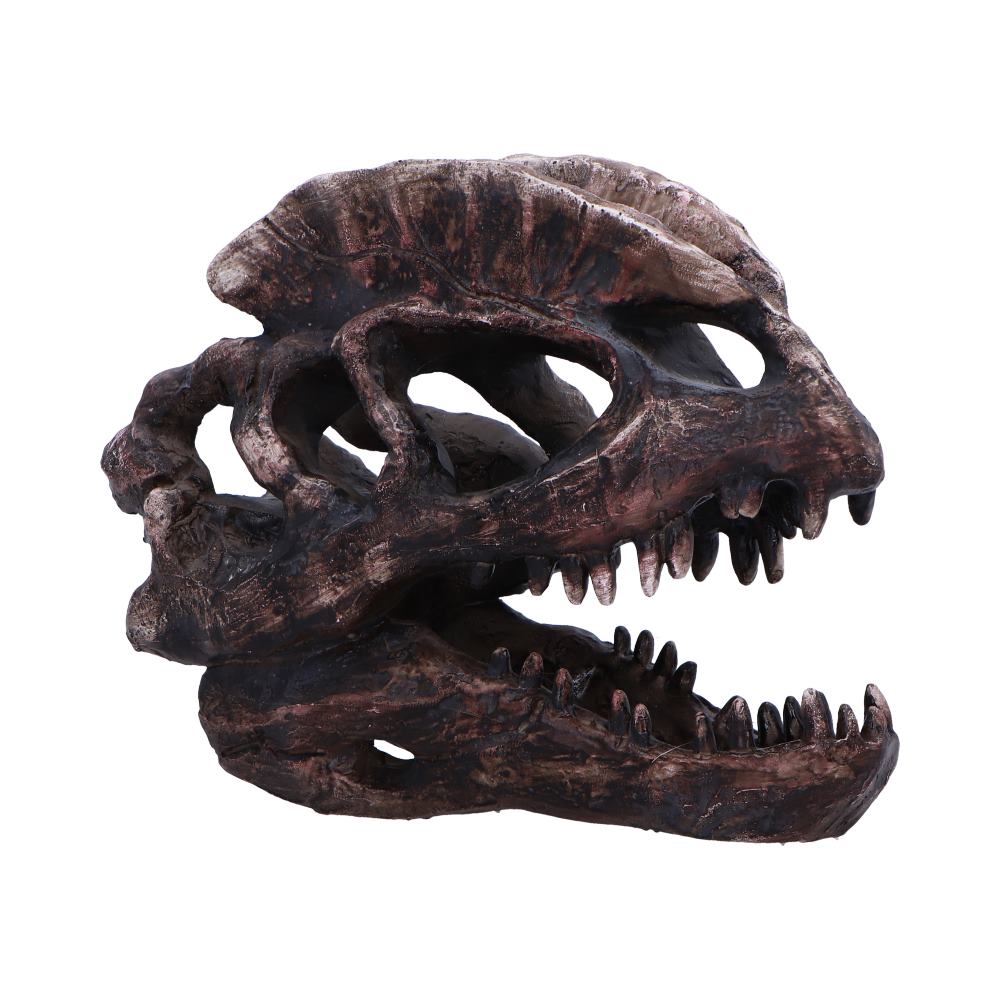 Dilophosaurus Skull 16cm